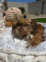 Flame, a male Shih Tzu for sale in Gilbert, AZ – Photo 2 of 10