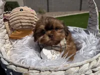 Flame, a male Shih Tzu for sale in Gilbert, AZ – Photo 8 of 10