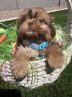 Flame, a male Shih Tzu for sale in Gilbert, AZ – Photo 1 of 10