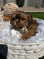 Flame, a male Shih Tzu for sale in Gilbert, AZ – Photo 9 of 10