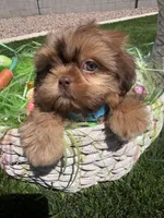 Flame, a male Shih Tzu for sale in Gilbert, AZ – Photo 6 of 10