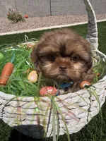 Flame, a male Shih Tzu for sale in Gilbert, AZ – Photo 4 of 10