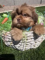 Flame, a male Shih Tzu for sale in Gilbert, AZ – Photo 3 of 10