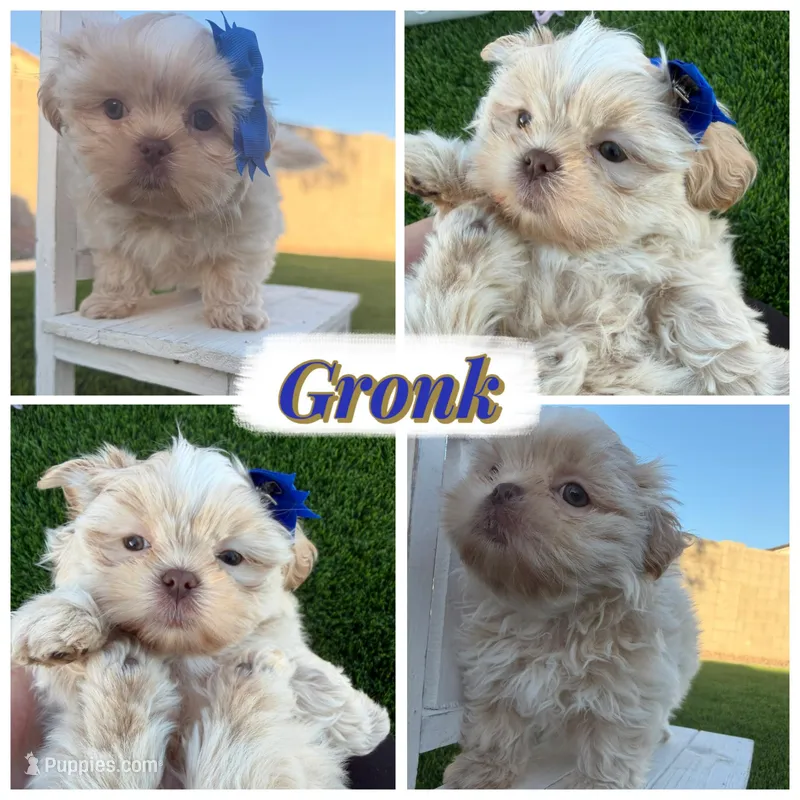 Gronk – Shih Tzu puppy for sale in Gilbert, AZ