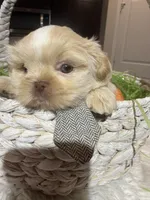 Gronk, a male Shih Tzu for sale in Gilbert, AZ – Photo 3 of 4