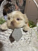 Gronk, a male Shih Tzu for sale in Gilbert, AZ – Photo 4 of 4