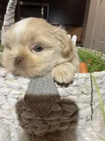 Gronk, a male Shih Tzu for sale in Gilbert, AZ – Photo 2 of 4