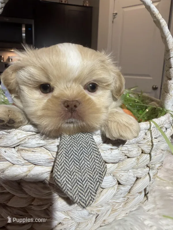 Gronk – Shih Tzu puppy for sale in Gilbert, AZ