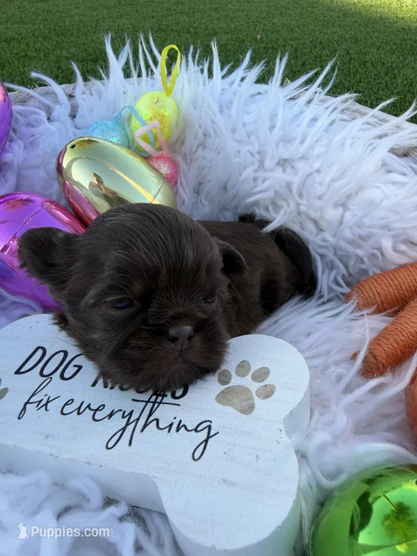 Princess Mocha – Shih Tzu puppy for sale in Gilbert, AZ