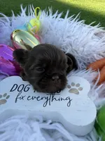 Princess Mocha, a female Shih Tzu for sale in Gilbert, AZ – Photo 2 of 10