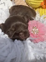 Princess Mocha, a female Shih Tzu for sale in Gilbert, AZ – Photo 6 of 10