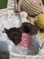 Princess Mocha, a female Shih Tzu for sale in Gilbert, AZ – Photo 7 of 10