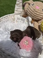 Princess Mocha, a female Shih Tzu for sale in Gilbert, AZ – Photo 9 of 10