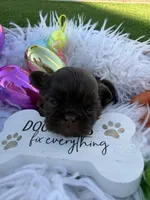 Princess Mocha, a female Shih Tzu for sale in Gilbert, AZ – Photo 3 of 10