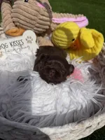 Princess Mocha, a female Shih Tzu for sale in Gilbert, AZ – Photo 8 of 10