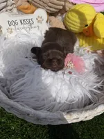 Princess Mocha, a female Shih Tzu for sale in Gilbert, AZ – Photo 10 of 10