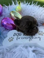 Princess Mocha, a female Shih Tzu for sale in Gilbert, AZ – Photo 4 of 10