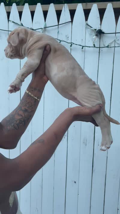 Milkshake, a female American Bully for sale in Monmouth Beach, NJ – 2 of 4