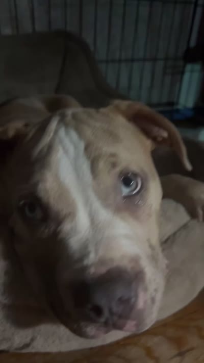 Platinum, a male American Bully for sale in Eatontown, NJ – 3 of 5