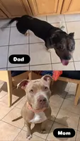 Graze, a female American Bully for sale in Eatontown, NJ – 2 of 6