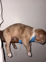 Platinum, a male American Bully for sale in Eatontown, NJ – 2 of 5