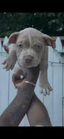 Milkshake, a female American Bully for sale in Monmouth Beach, NJ – 1 of 4