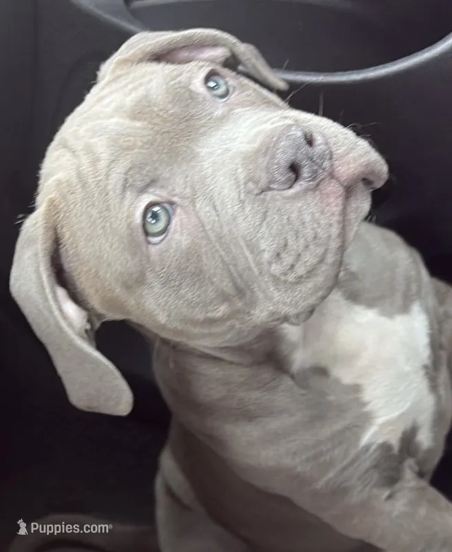 Graze – American Bully puppy for sale in Eatontown, NJ