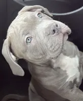 Graze, a female American Bully for sale in Eatontown, NJ – 1 of 6