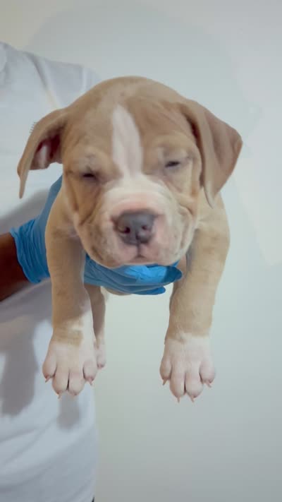Platinum, a male American Bully for sale in Monmouth Beach, NJ – 2 of 5