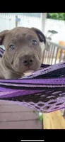 Graze, a female American Bully for sale in Eatontown, NJ – 4 of 6