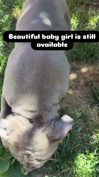 Graze, a female American Bully for sale in Eatontown, NJ – 3 of 6