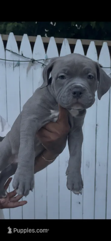 Graze – American Bully puppy for sale in Monmouth Beach, NJ
