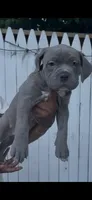 Graze, a female American Bully for sale in Monmouth Beach, NJ – 1 of 2