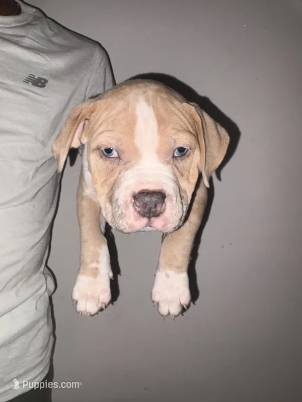 Platinum – American Bully puppy for sale in Monmouth Beach, NJ