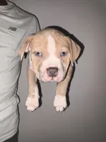 Platinum, a male American Bully for sale in Monmouth Beach, NJ – 1 of 5
