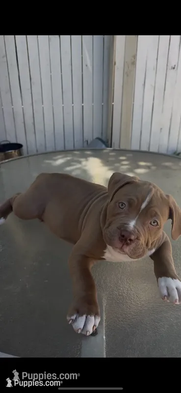 Louie – American Bully puppy for sale in Eatontown, NJ