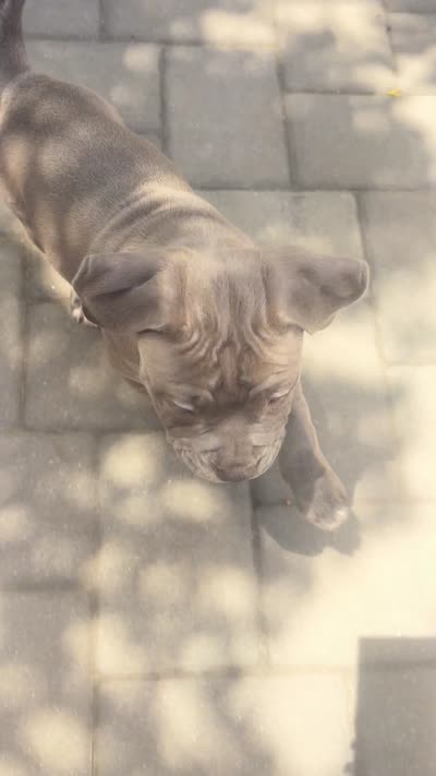 Graze, a female American Bully for sale in Monmouth Beach, NJ – 2 of 2