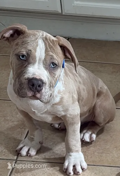 Platinum – American Bully puppy for sale in Eatontown, NJ