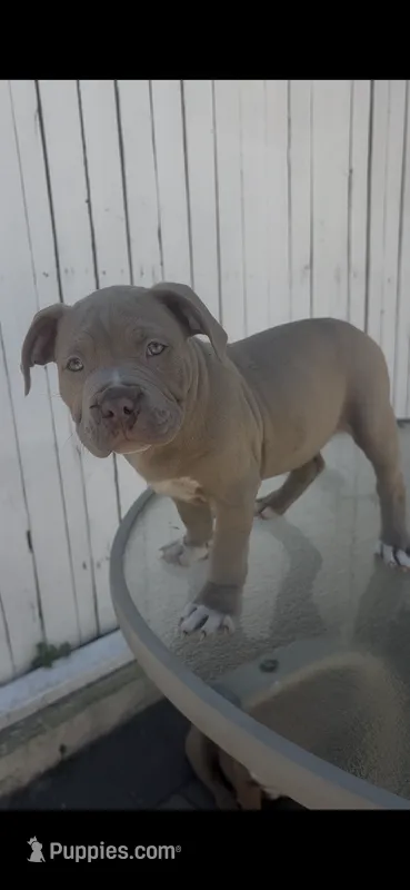 Baby Z – American Bully puppy for sale in Eatontown, NJ