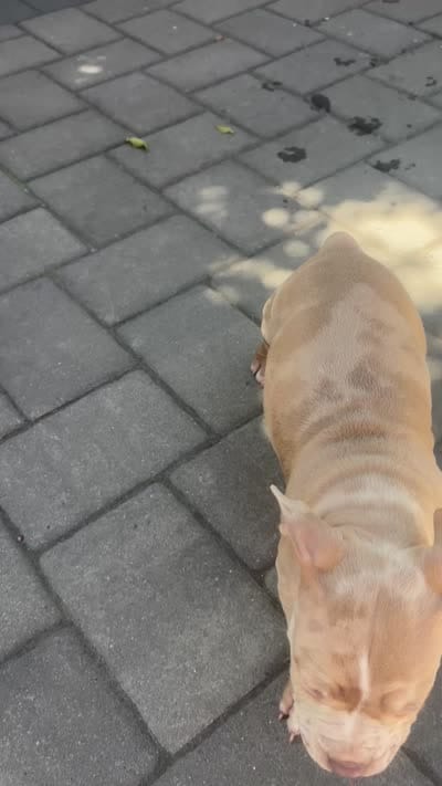 Milkshake, a female American Bully for sale in Monmouth Beach, NJ – 3 of 4