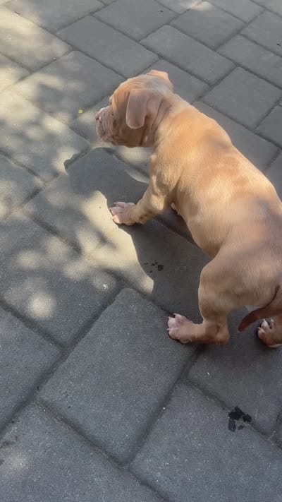 Milkshake, a female American Bully for sale in Monmouth Beach, NJ – 4 of 4