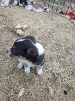 Male, a male Australian Cattle Dog and Pembroke Welsh Corgi for sale in Midland, TX – Photo 2 of 3