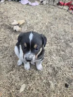 Male, a male Australian Cattle Dog and Pembroke Welsh Corgi for sale in Midland, TX – Photo 1 of 3