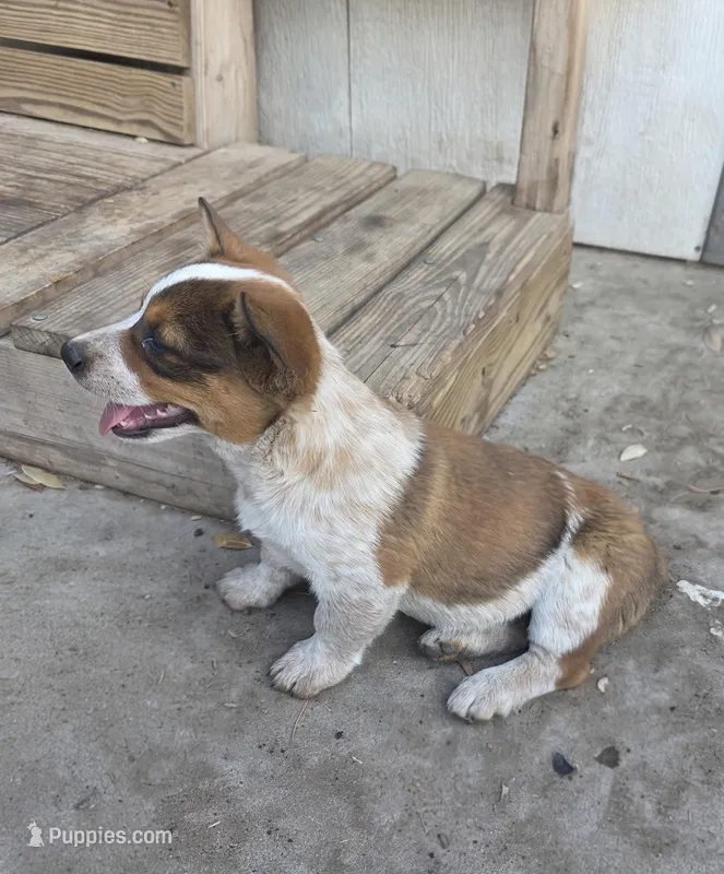 Female – Australian Cattle Dog, Pembroke Welsh Corgi puppy for sale in Midland, TX