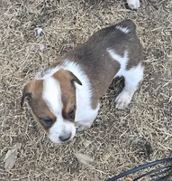Female, a female Australian Cattle Dog and Pembroke Welsh Corgi for sale in Midland, TX – Photo 3 of 3