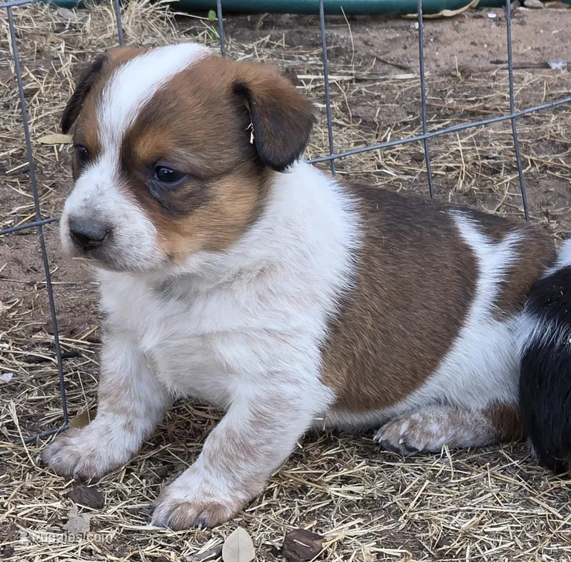 Female – Australian Cattle Dog, Pembroke Welsh Corgi puppy for sale in Midland, TX