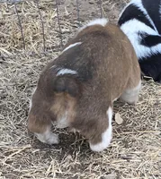 Female, a female Australian Cattle Dog and Pembroke Welsh Corgi for sale in Midland, TX – Photo 2 of 3