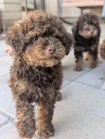 Cleo, a female Poodle - Miniature  for sale in Laveen, AZ – 2 of 3