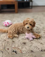Peanut, a male Poodle - Miniature  for sale in Laveen, AZ – 2 of 8