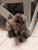 Rowan, a male Poodle - Miniature  for sale in Laveen, AZ – 5 of 5